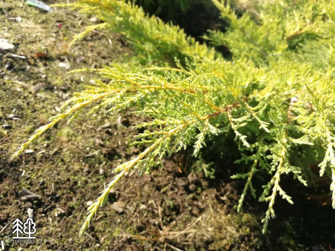 Juniperus × pfitzeriana   'Gold Star'